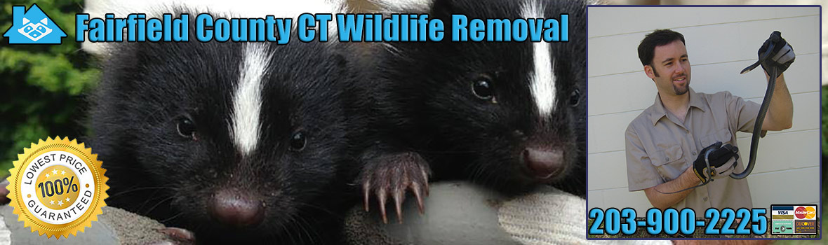 Fairfield County Wildlife and Animal Removal